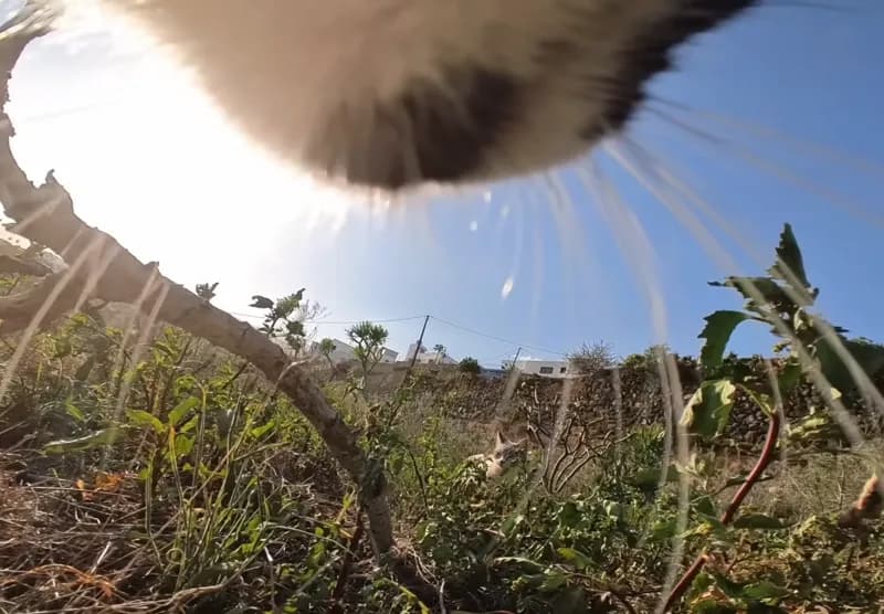 Cat POV rooftop adventure