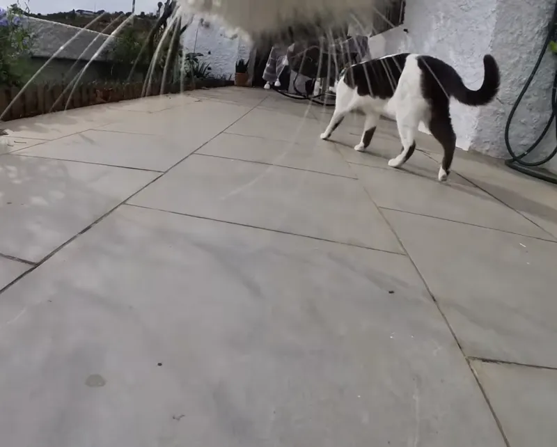 Cat POV through the neighborhood