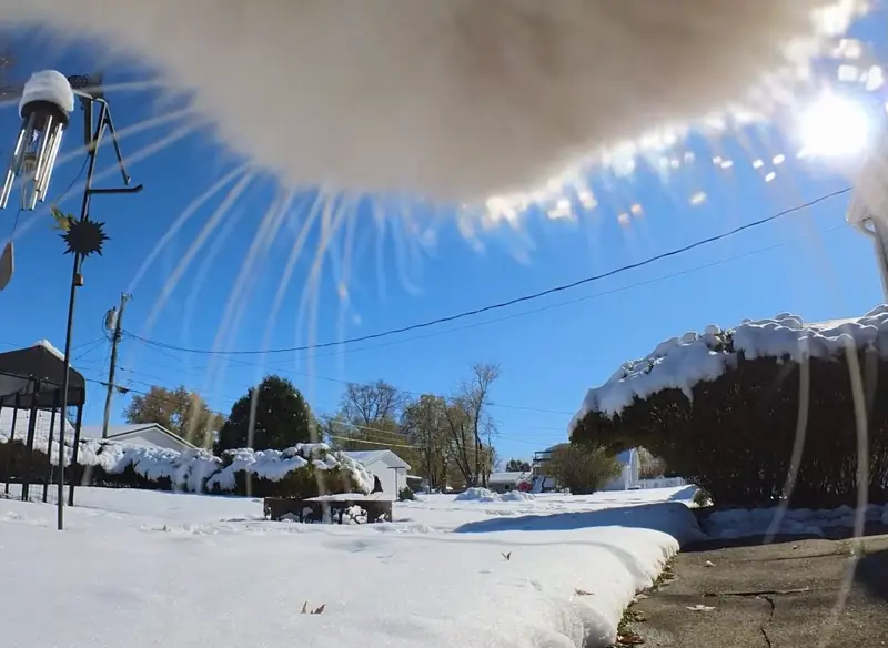 Cat POV wild outdoor exploration